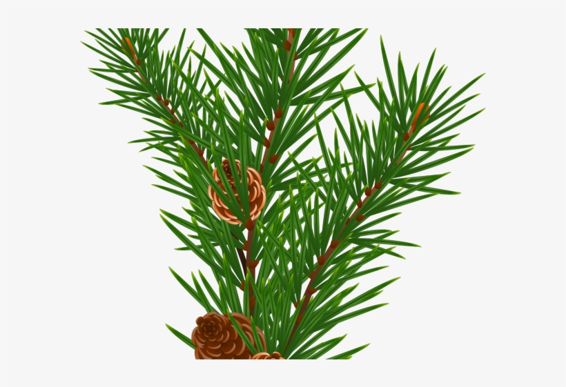 Pine Cone Clipart Transparent - Clip Art, transparent png download