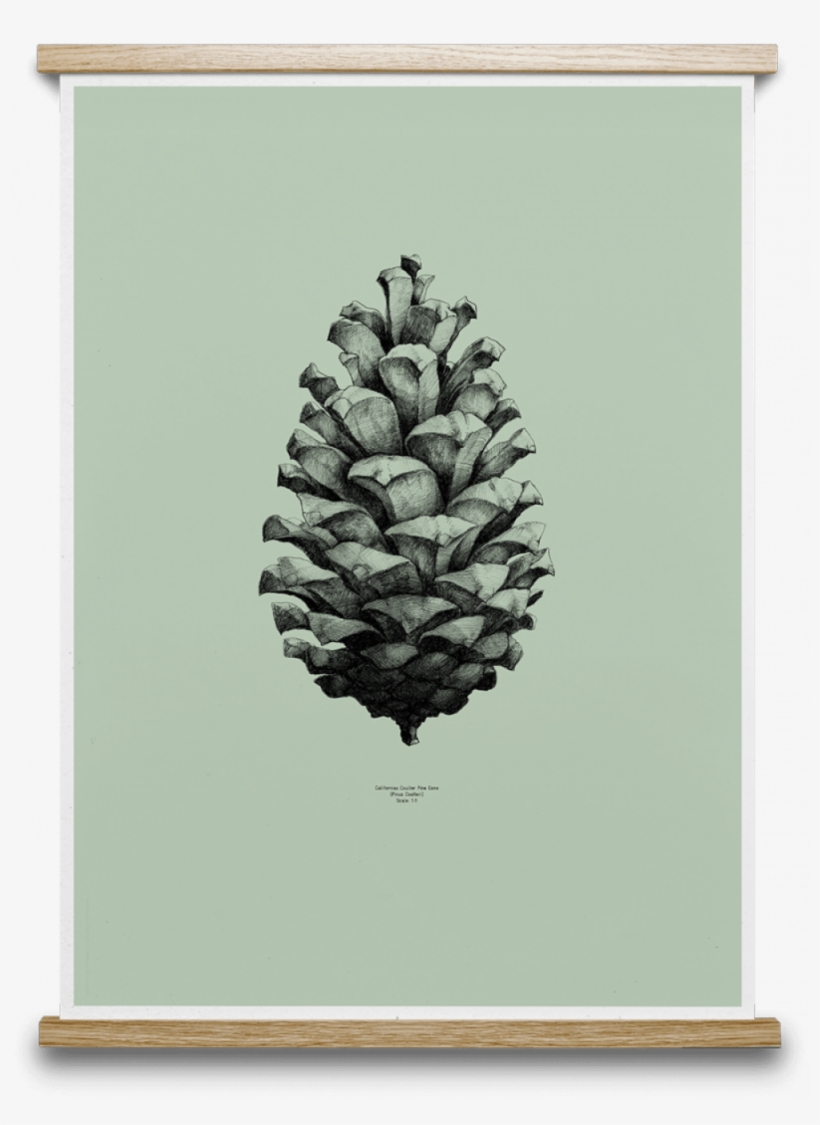 1 Pine Cone Mint - Drawing Thin Pine Cone, transparent png download