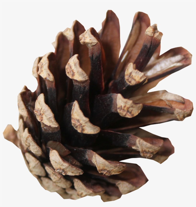 Pinecone Sticker - Pond Pine, transparent png download