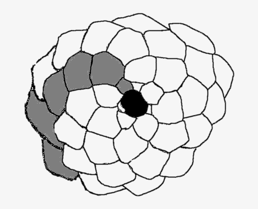 File - Pinecone2 - Line Art, transparent png download