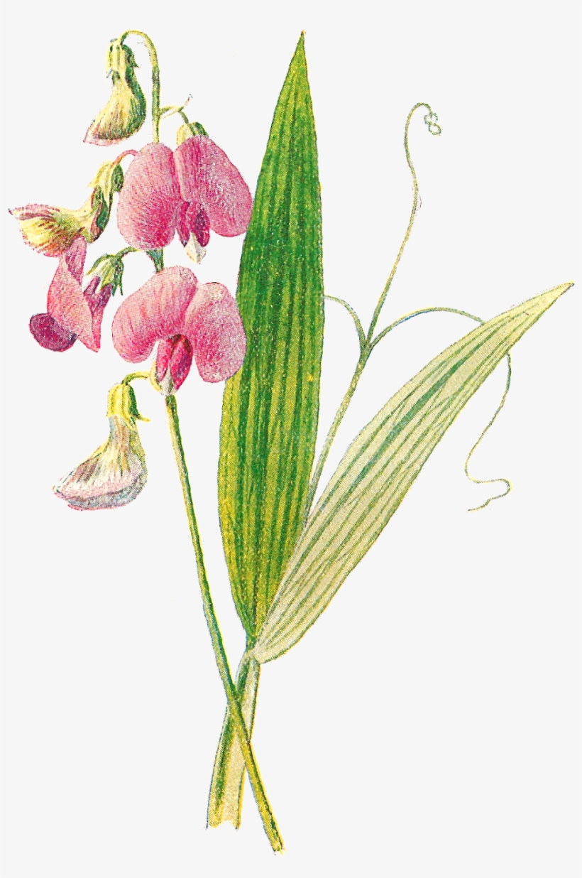 Digital Wildflower Clip Art - Pogonia Ophioglossoides, transparent png download