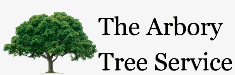 Tree Service Augusta Ga - Drawings Of Trees, transparent png download