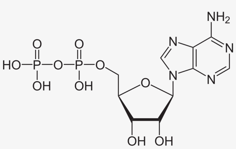 Guanine Dna Nucleotide, transparent png download
