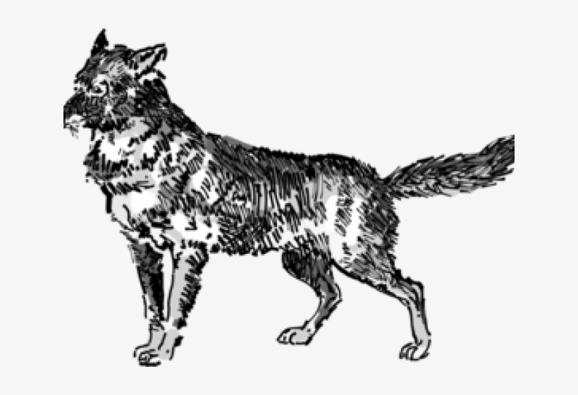 Jackal Clipart Public Domain - Wolf, transparent png download