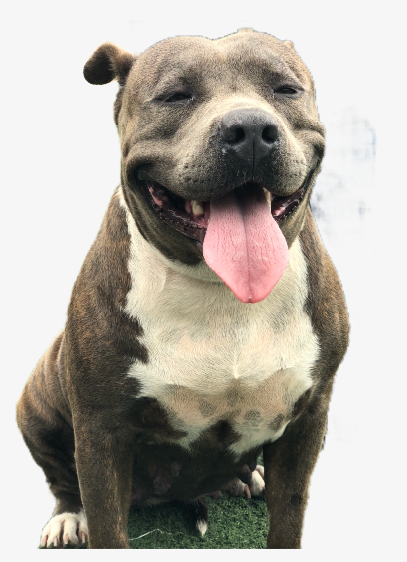 Report Abuse - Dog Yawns, transparent png download
