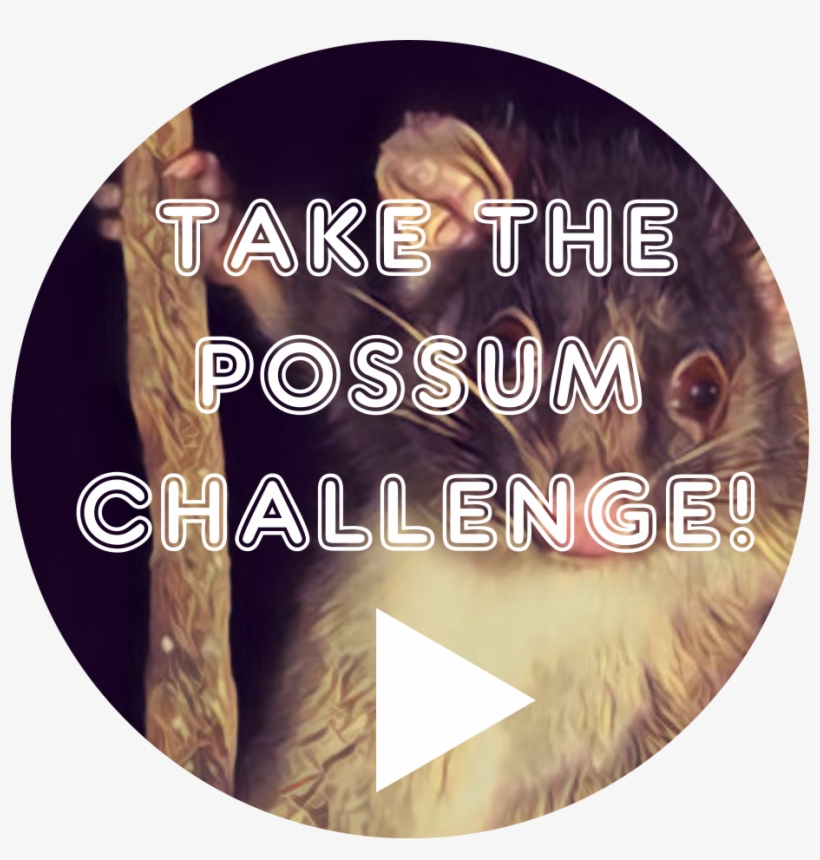 Take The Possum Challenge - Label, transparent png download