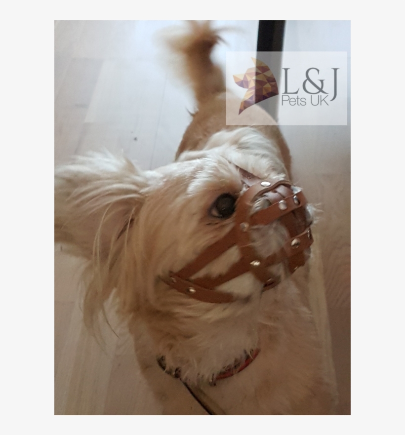 Shih Tzu And Other Flat Face Faced Short Snout Dog's - Bozal Para Perro Shitzu, transparent png download