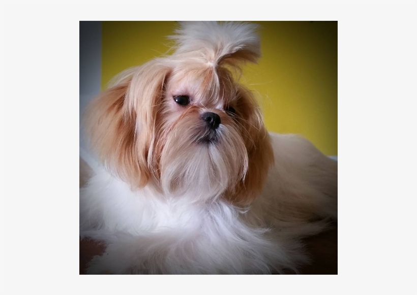 Mary's Tiny Imperial Shih Tzu's - Companion Dog, transparent png download