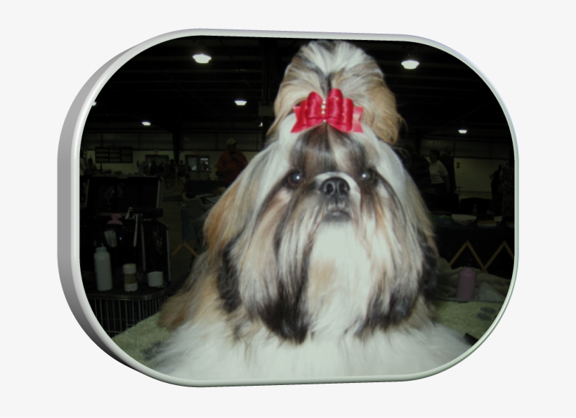 Chinese Imperial Dog, transparent png download