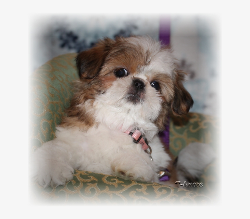 Red And White Female - Shih Tzu Puppy Gold White, transparent png download