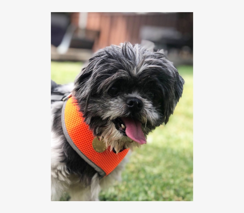 Shih-poo, transparent png download