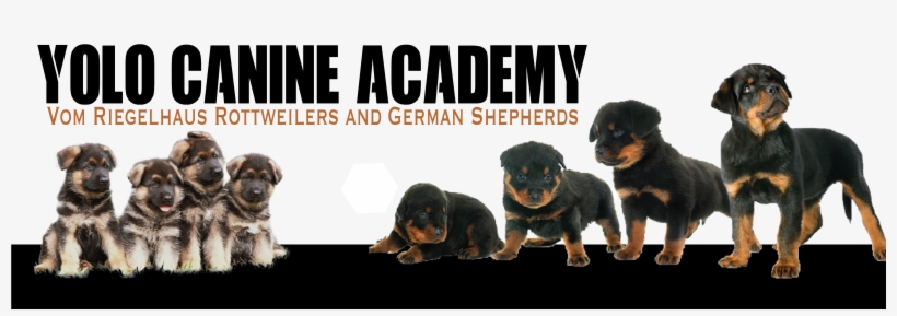 Rottweiler, transparent png download