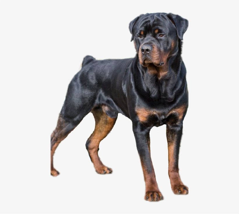 Types Of Dogs, transparent png download