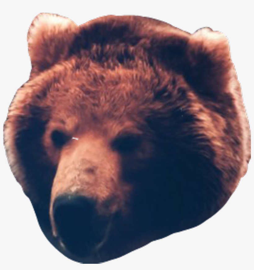 Bear, transparent png download