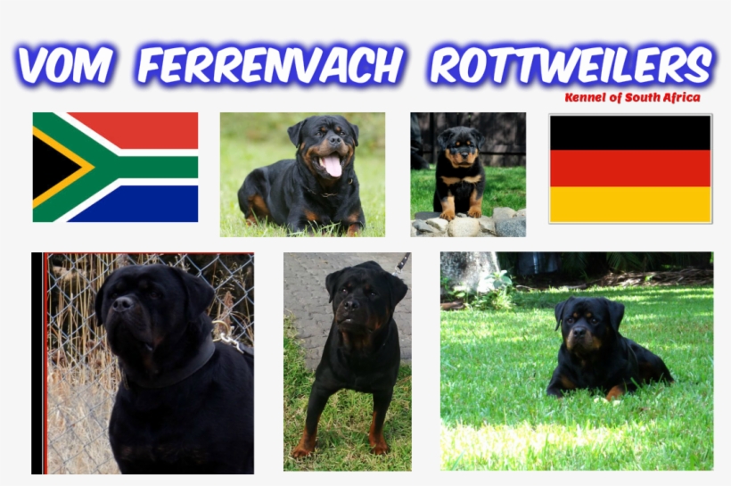 South Africa National Cricket Team, transparent png download