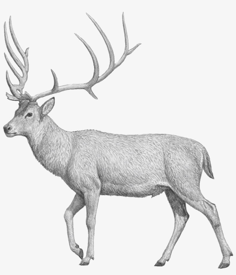 The Dwarfed “giant Deer” Megaloceros Matritensis N - Museo Nacional De Ciencias Naturales, transparent png download