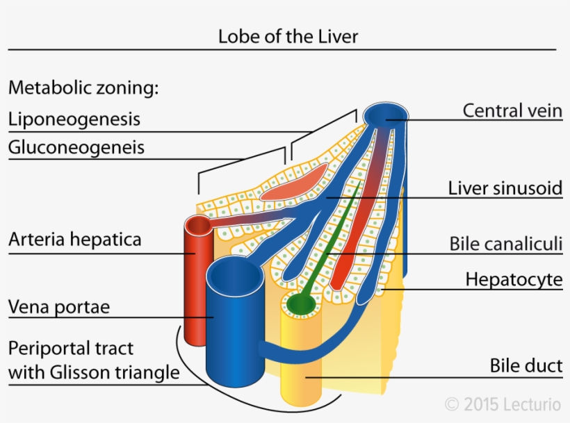 Central Vein Lobule In The Liver Amber Heard, Anatomy, - Liver Sinusoid, transparent png download
