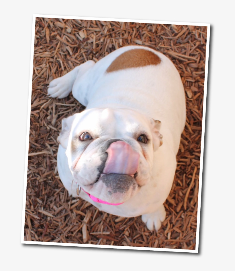 Funny Faces Dog Boarding In Fresno - Australian Bulldog, transparent png download