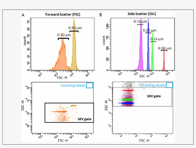 Flow Cytometry Resolution Of Sizing Beads And Mv Gate - Sizing Beads Flow Cytometry, transparent png download