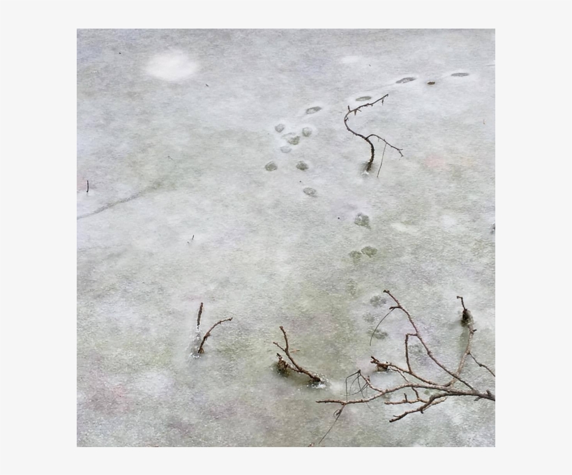 1000 X 600 1 - Twig, transparent png download