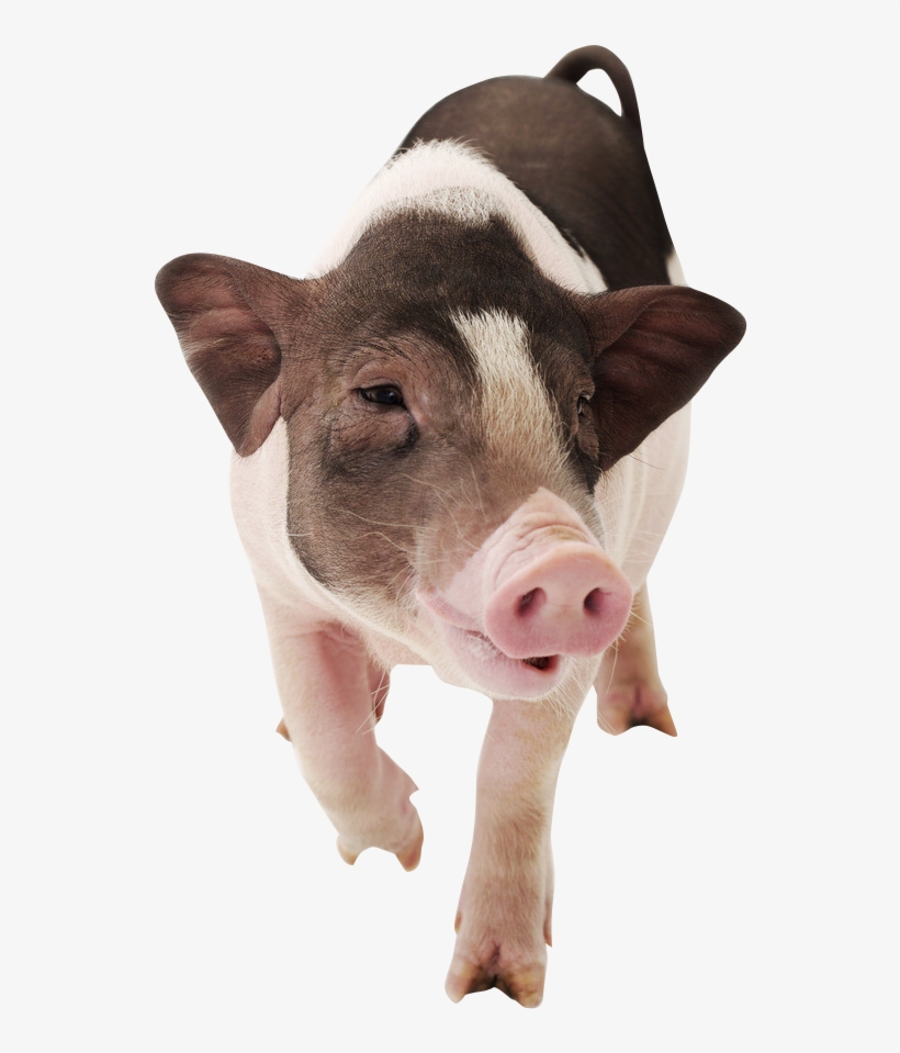 Domestic Pig, transparent png download