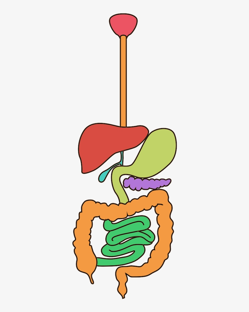 Pin It On Pinterest - Digestion, transparent png download