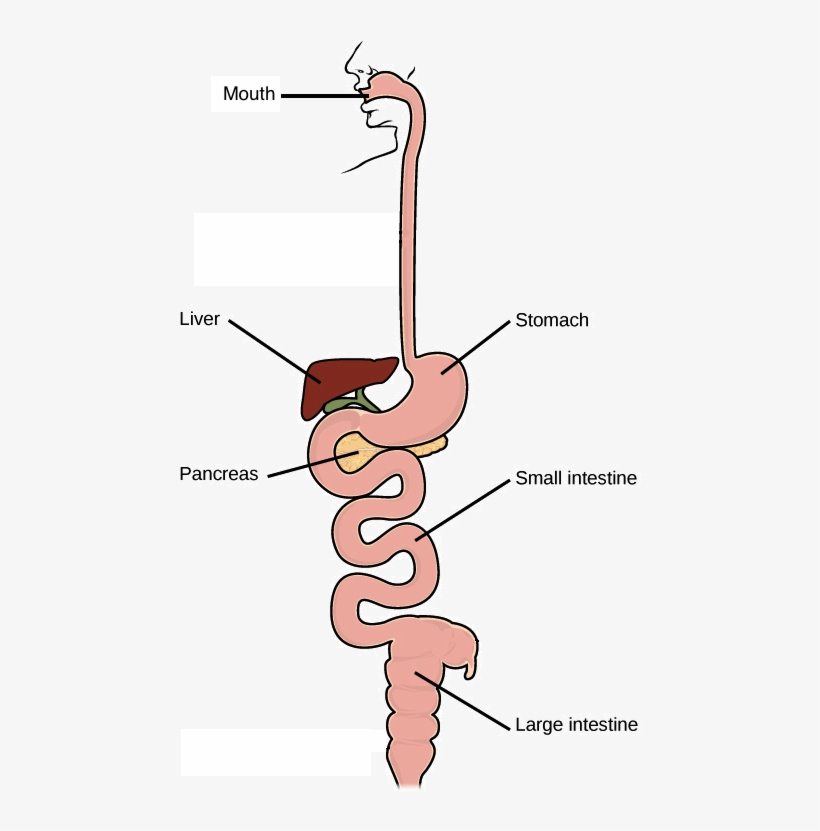 Starts At Mouth, Which Connects To Stomach - Respiratory ...