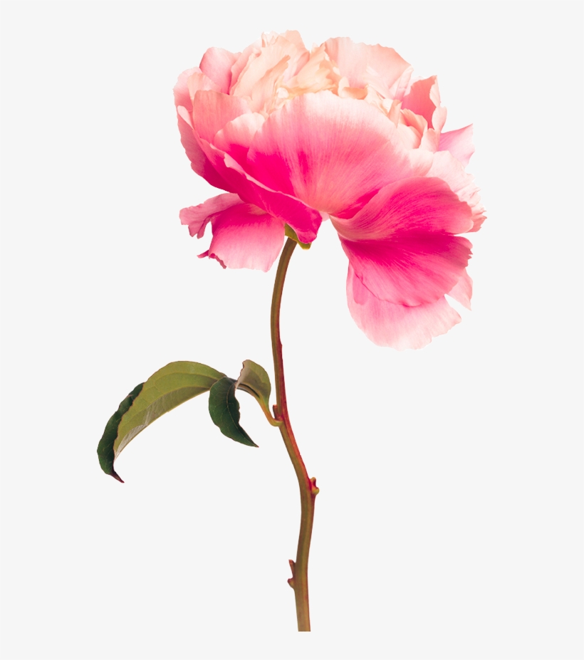 Emilia In An Insta - کتاب سه شنبه ها با موری محمود دانایی, transparent png download