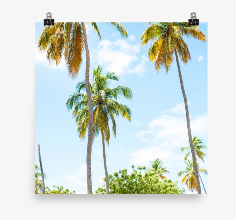 Palm Tree Print - Vacation, transparent png download