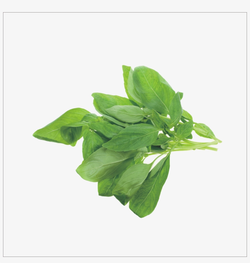 Mint Family Herbs, transparent png download