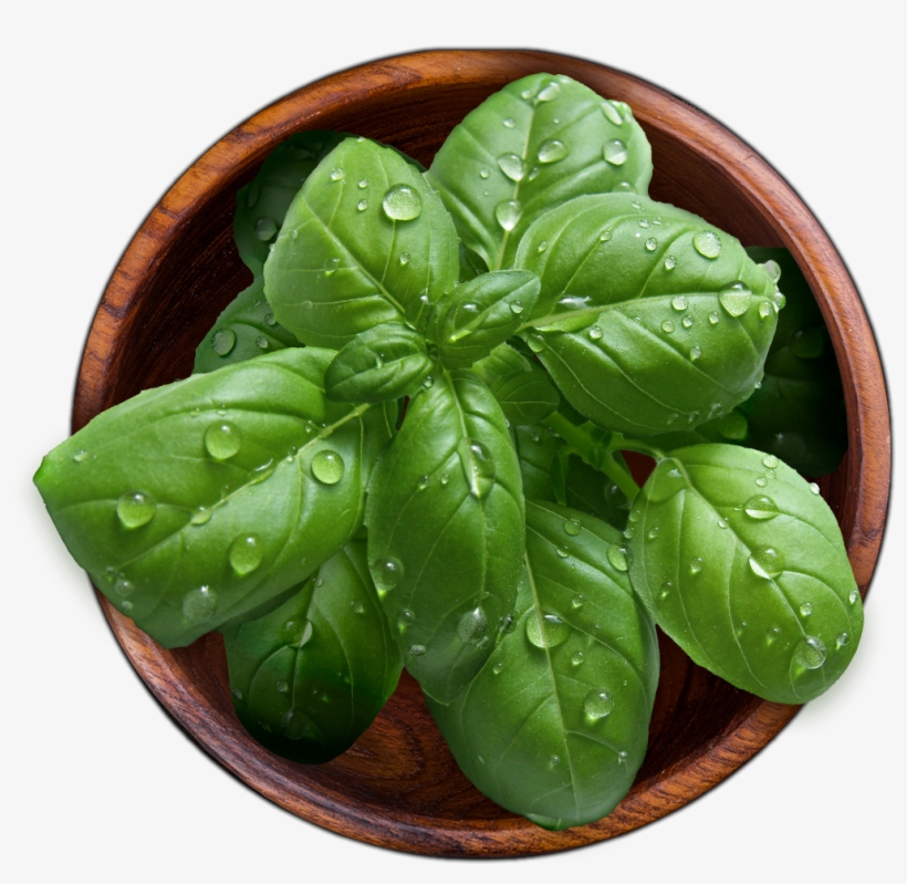 Houseplant, transparent png download