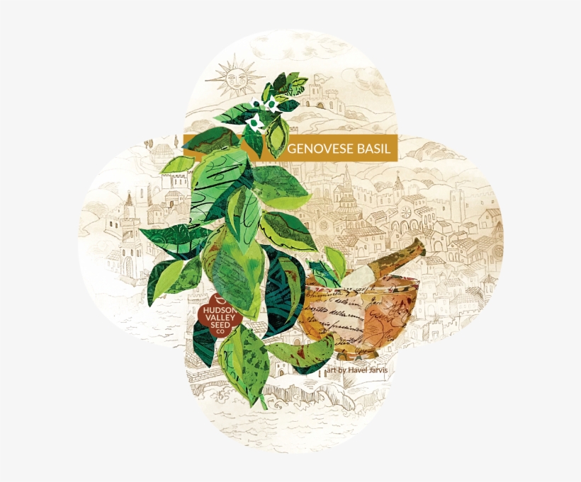 Genovese Basil Quatrefoil - Illustration, transparent png download