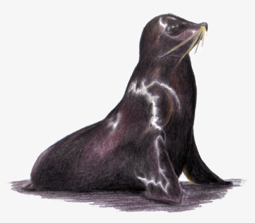 Lobo Marino, transparent png download