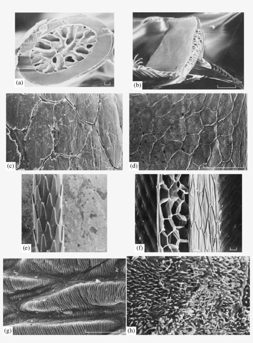 Comparative Architectonics Of The Main Structures Of - Monochrome, transparent png download