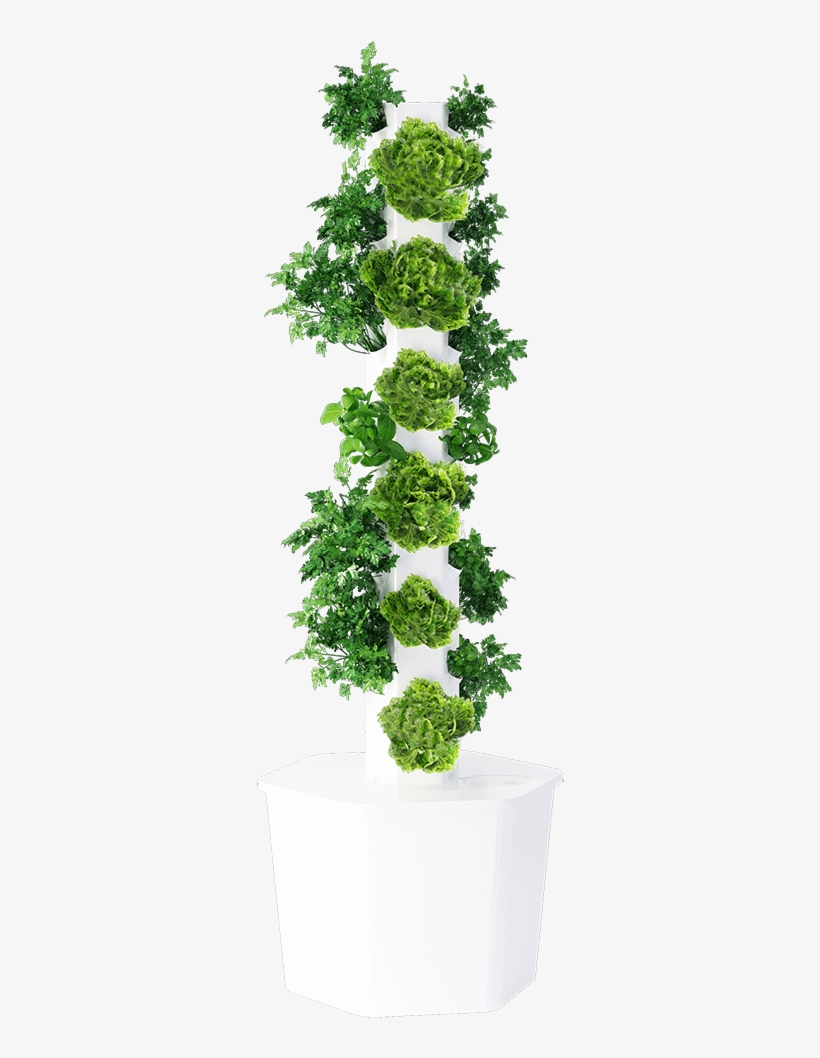 Maidenhair Tree, transparent png download