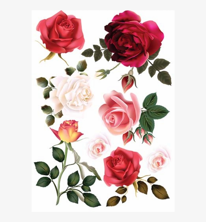Garden Roses, transparent png download
