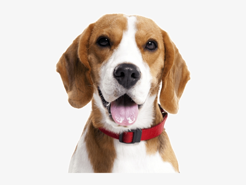 Search - Uso De Animais Em Pesquisa, transparent png download