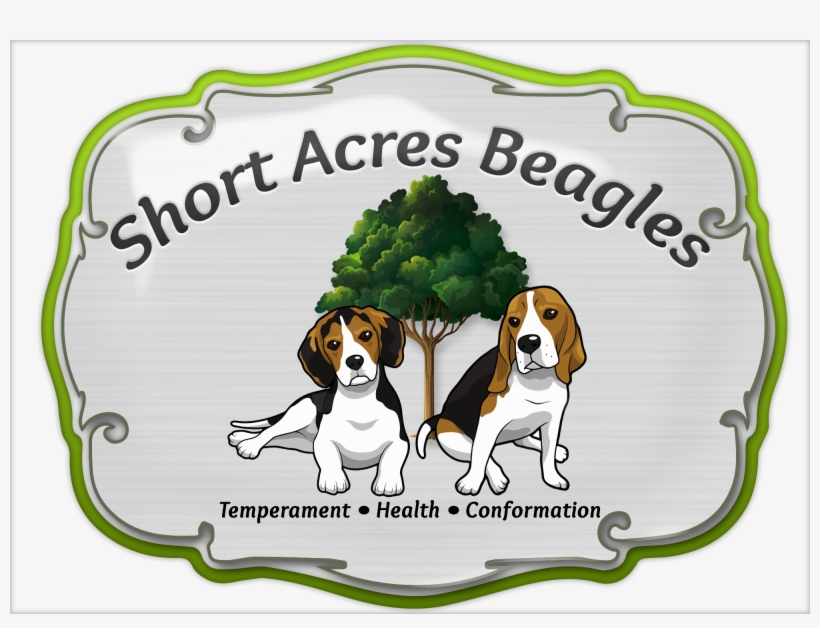 Harrier, transparent png download