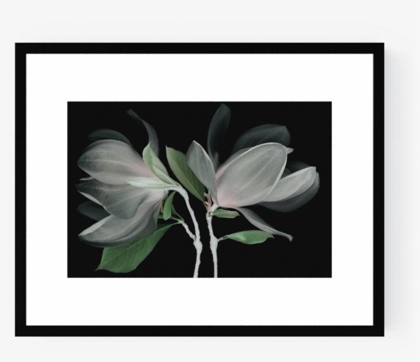 Photo Fleur De Magnolia - Lily, transparent png download