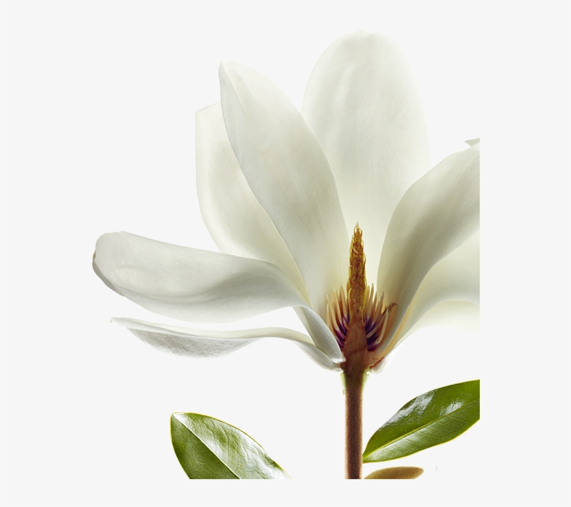 Shine - Magnolia Klorane, transparent png download