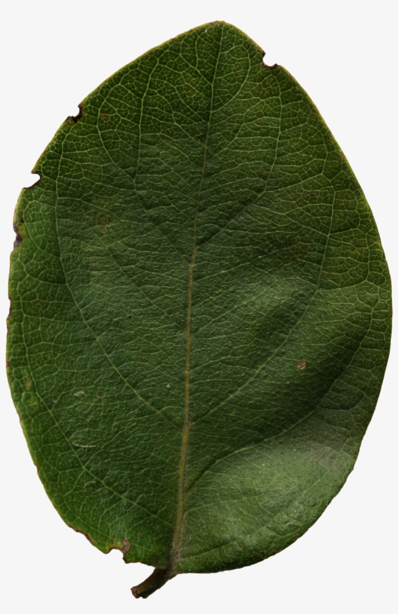 2d Leaves - American Aspen, transparent png download