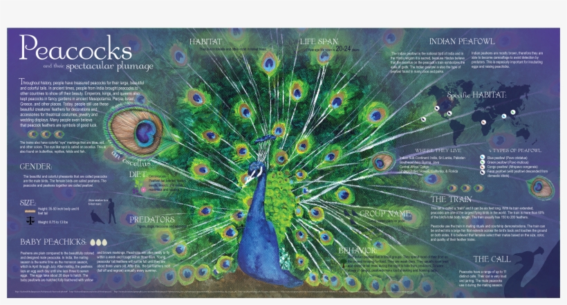 Indian Feather Png, transparent png download