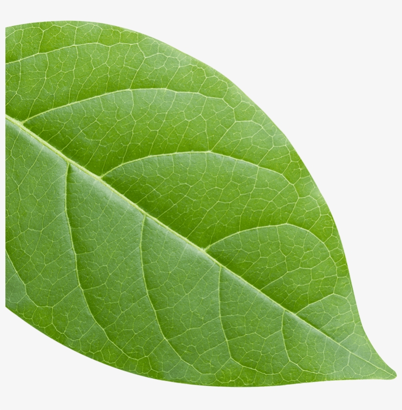Green Leaf - American Aspen, transparent png download