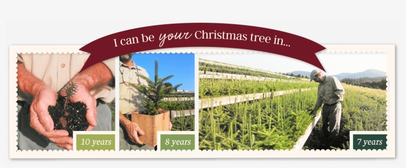 Icanbeyourtree - Plantation, transparent png download
