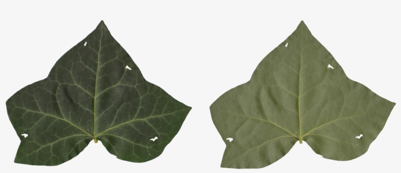 Nature Leaves - Maple Leaf, transparent png download