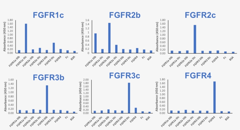 Isoform-specificity Of The Fgfr Antibody Panel - Diagram, transparent png download