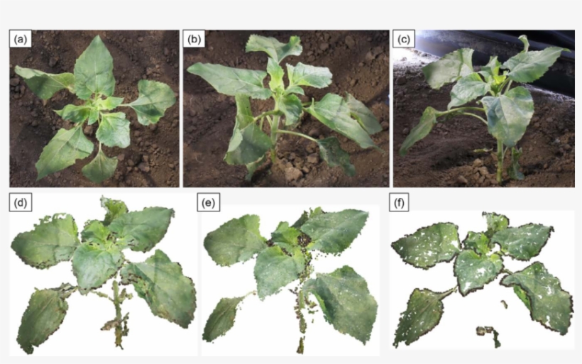 Download - Plant Pathology, transparent png download