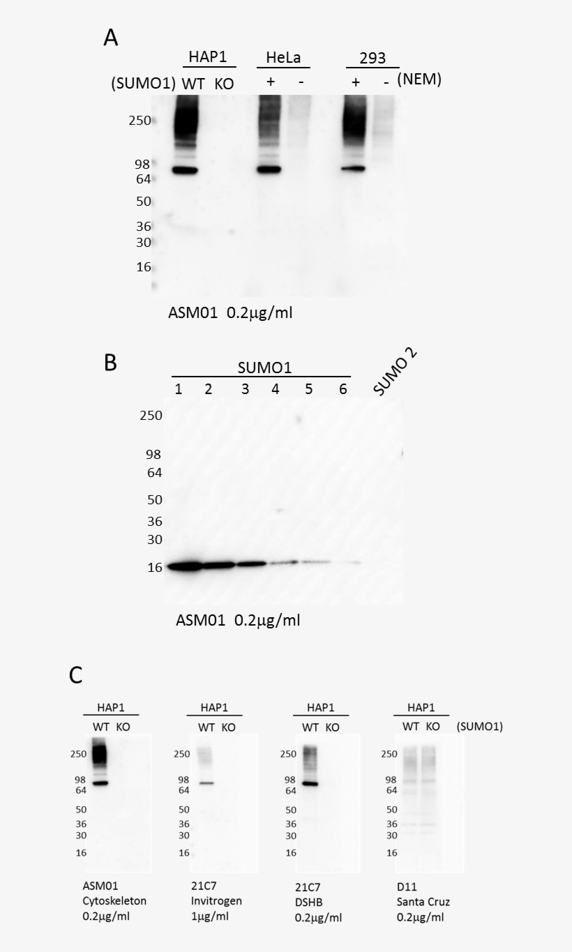 Western Blot Using Sumo1 Antibody - Monochrome, transparent png download