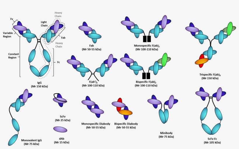 Recombinant Antibody Fragments - Therapeutic Antibody And Protein Process Development, transparent png download