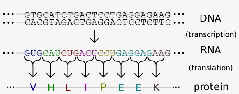 1200 X 455 12 - Genetic Code Translation, transparent png download
